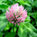 Red Clover Extract/Trifolium pratense